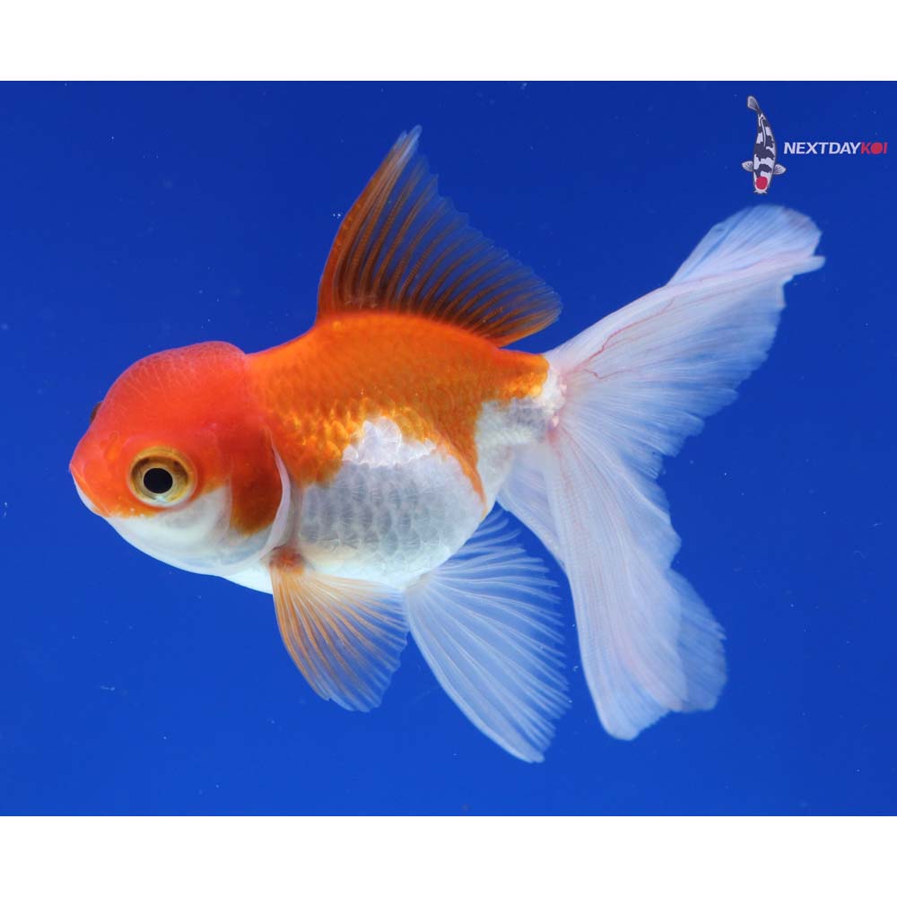 3.5” Imported Red and White Oranda