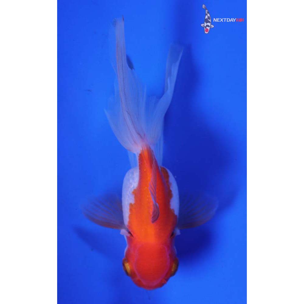 3.5” Imported Red and White Oranda