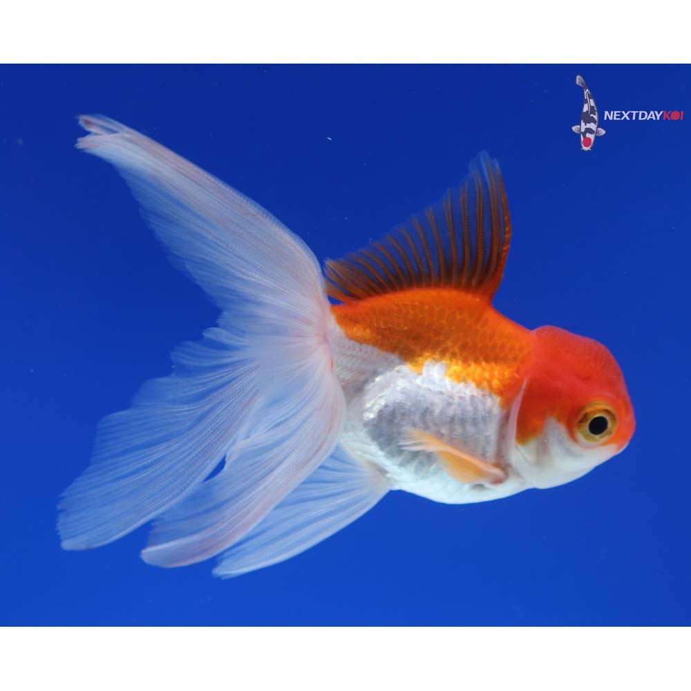 3.5” Imported Red and White Oranda