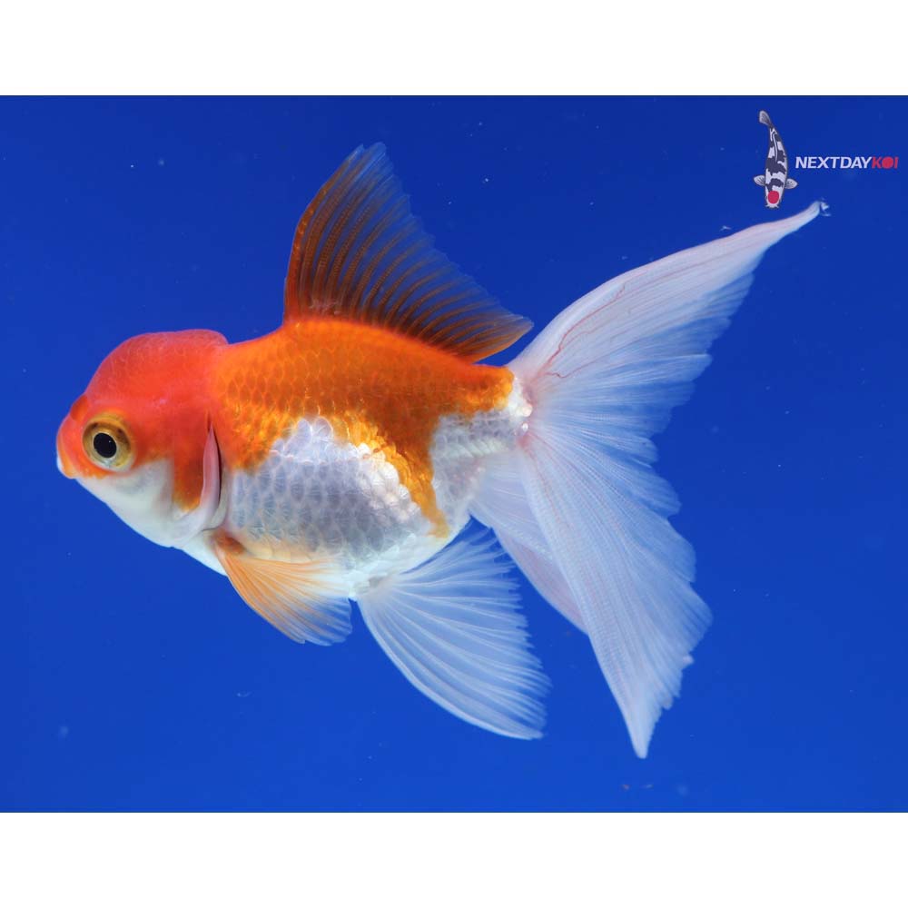 3.5” Imported Red and White Oranda