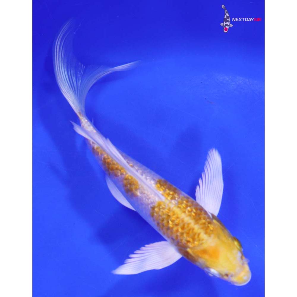 6” Imported Gin Rin Lemon Hariwake Butterfly Koi