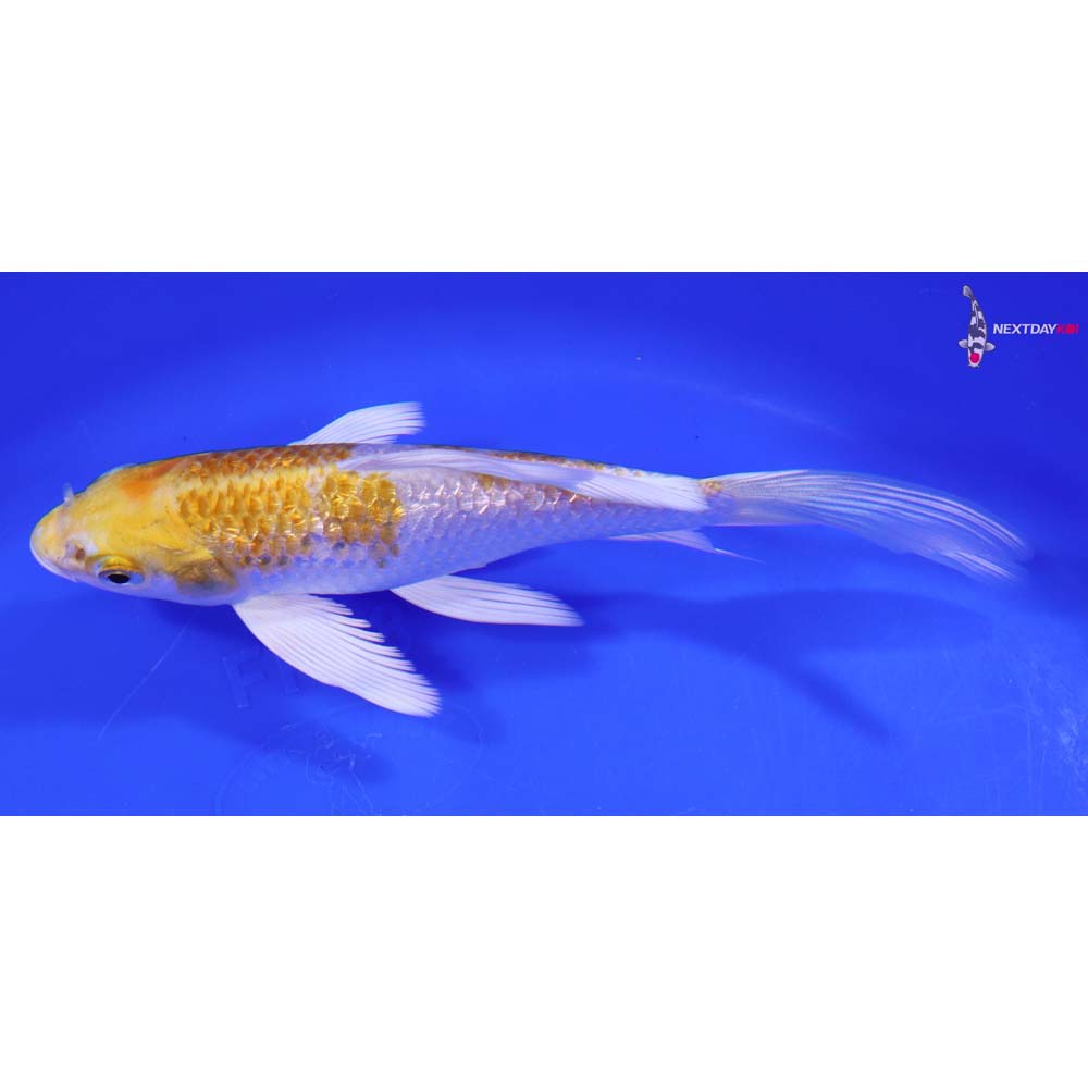 6” Imported Gin Rin Lemon Hariwake Butterfly Koi