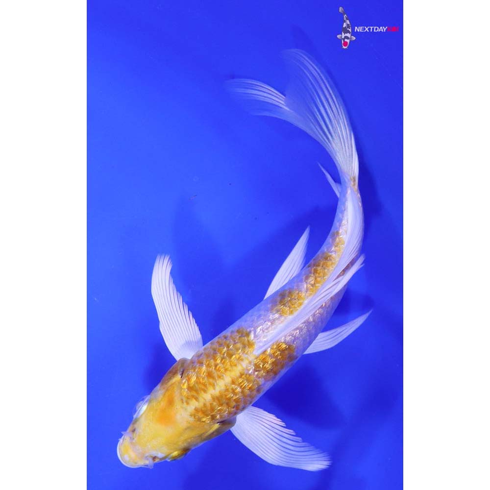 6” Imported Gin Rin Lemon Hariwake Butterfly Koi