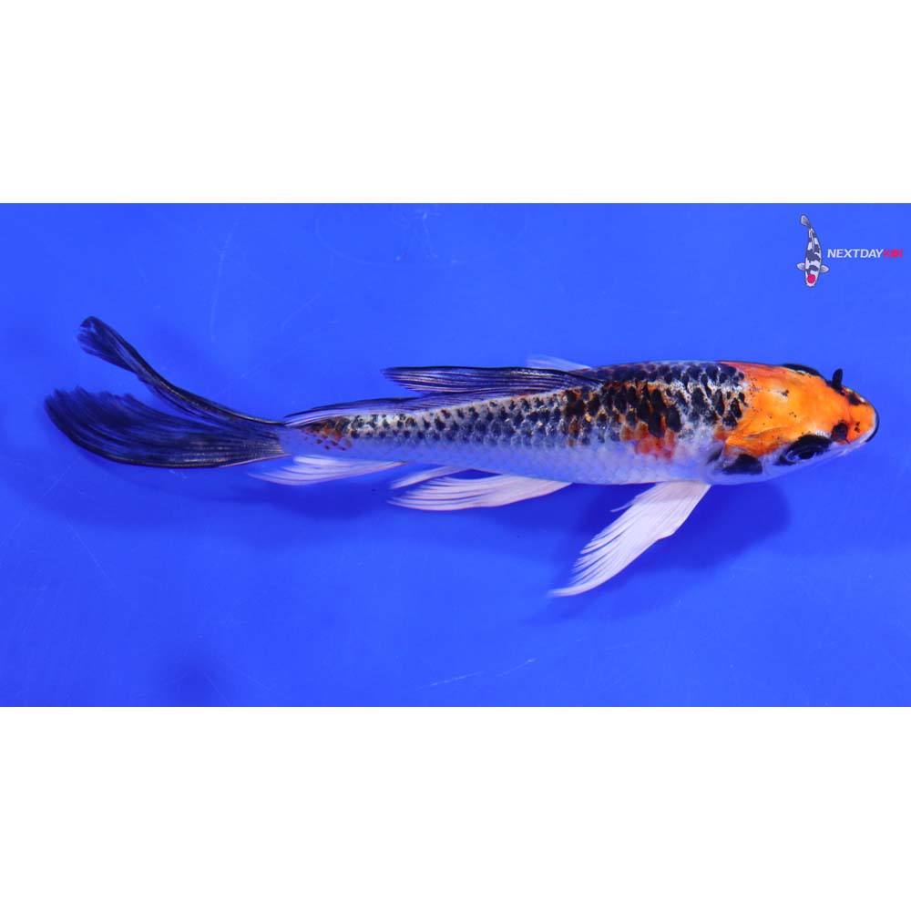 6” Imported Kujaku Butterfly Koi