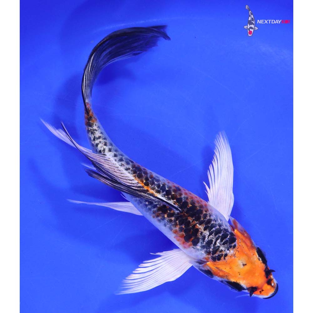 6” Imported Kujaku Butterfly Koi