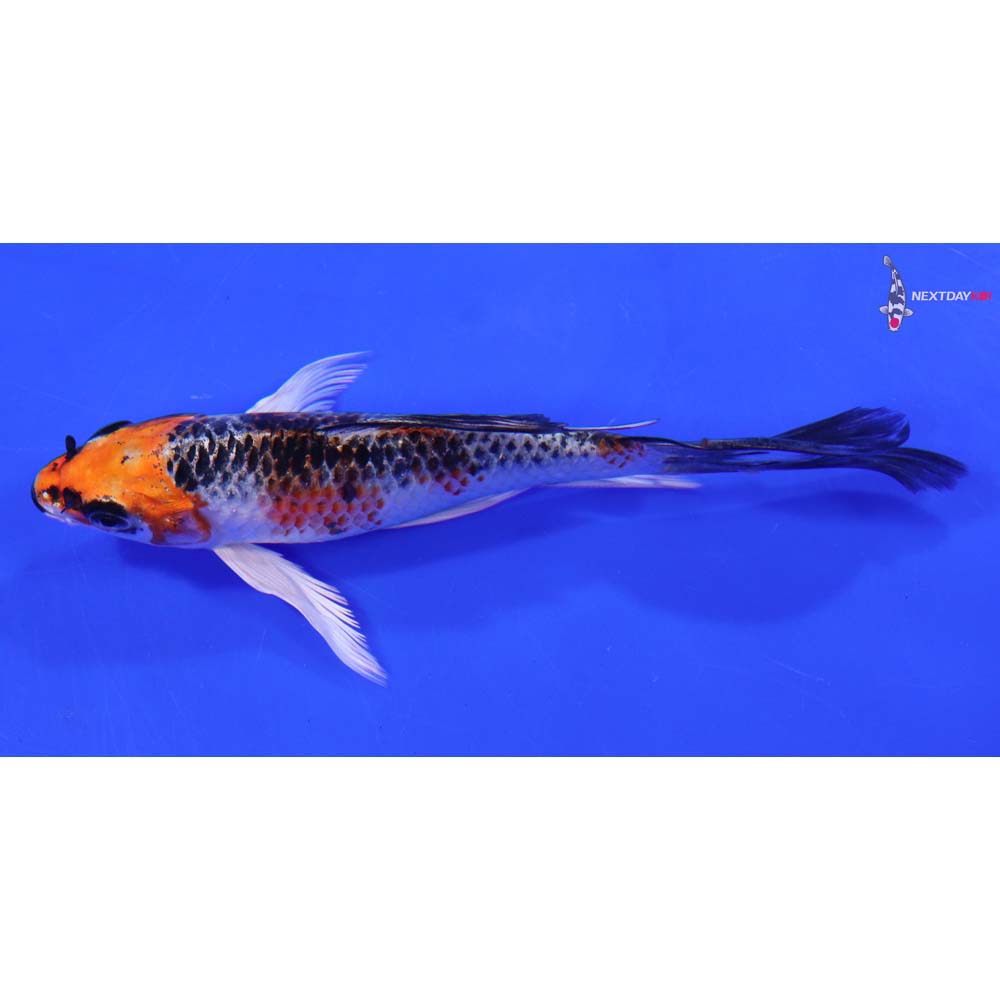 6” Imported Kujaku Butterfly Koi