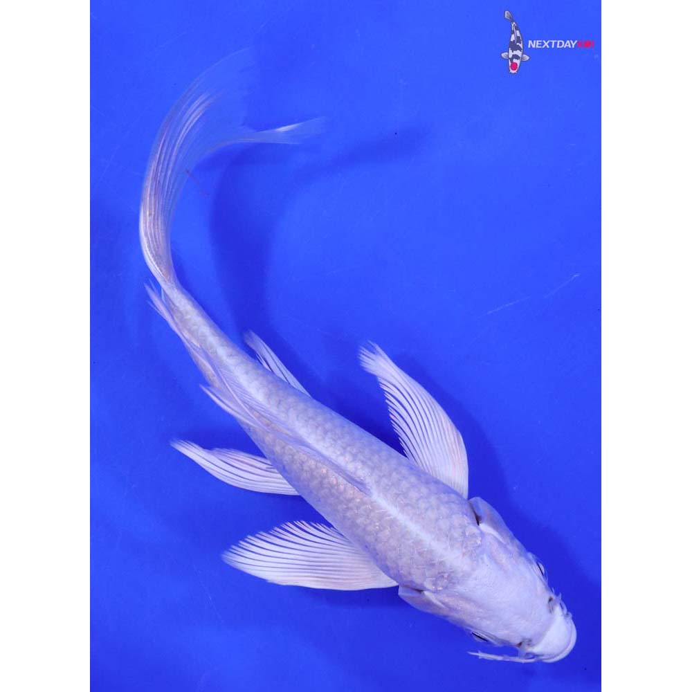 6” Imported Platinum Ogon Butterfly Koi
