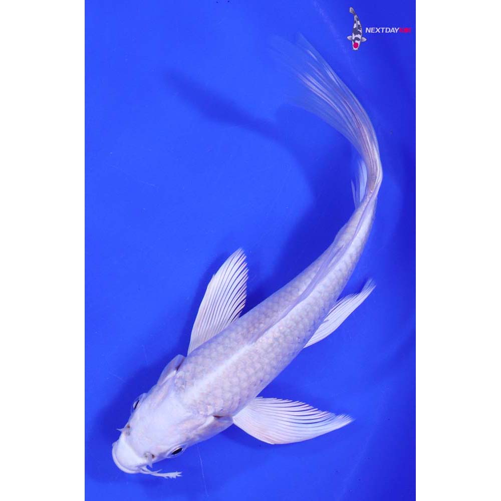 6” Imported Platinum Ogon Butterfly Koi