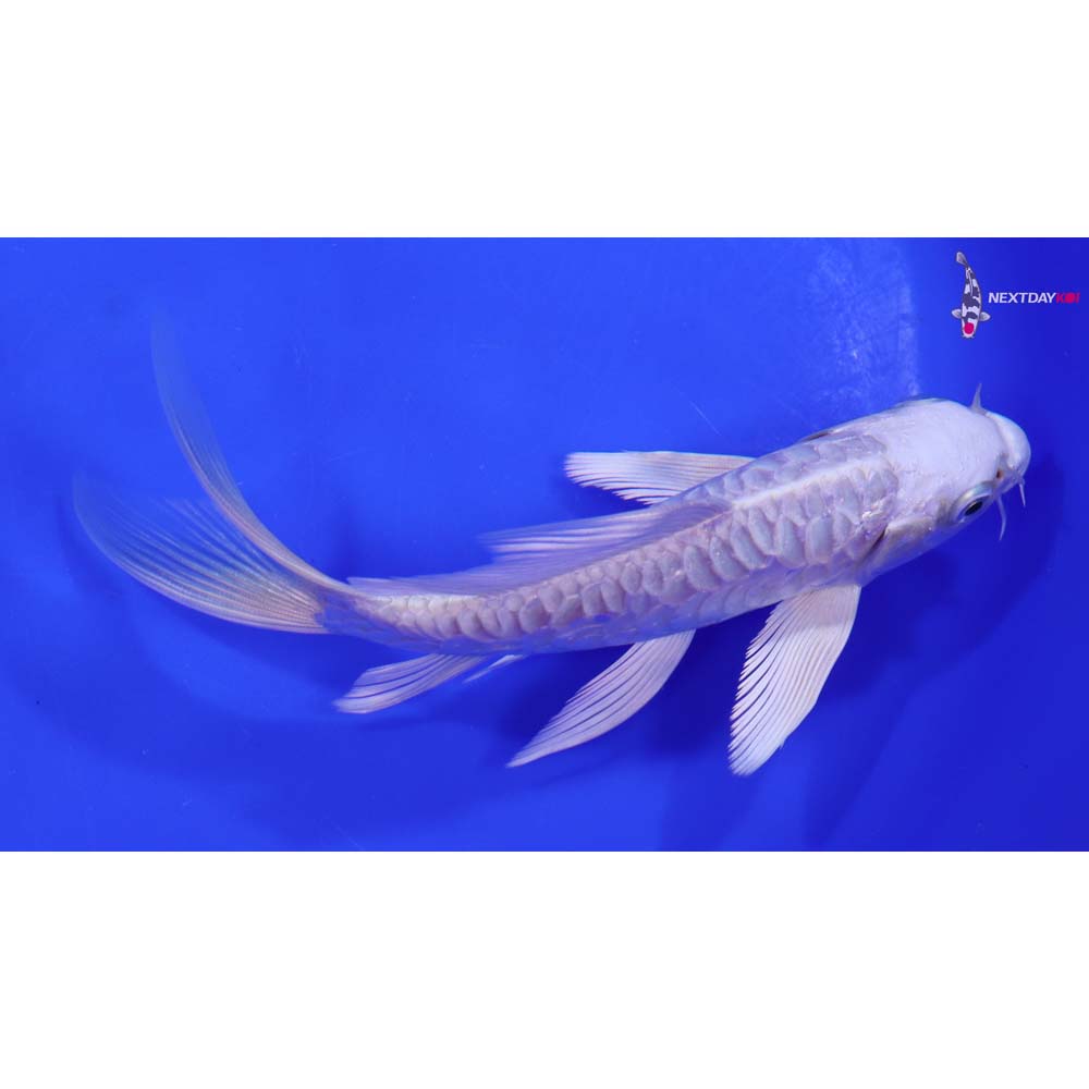 6” Imported Doitsu Platinum Ogon Butterfly Koi