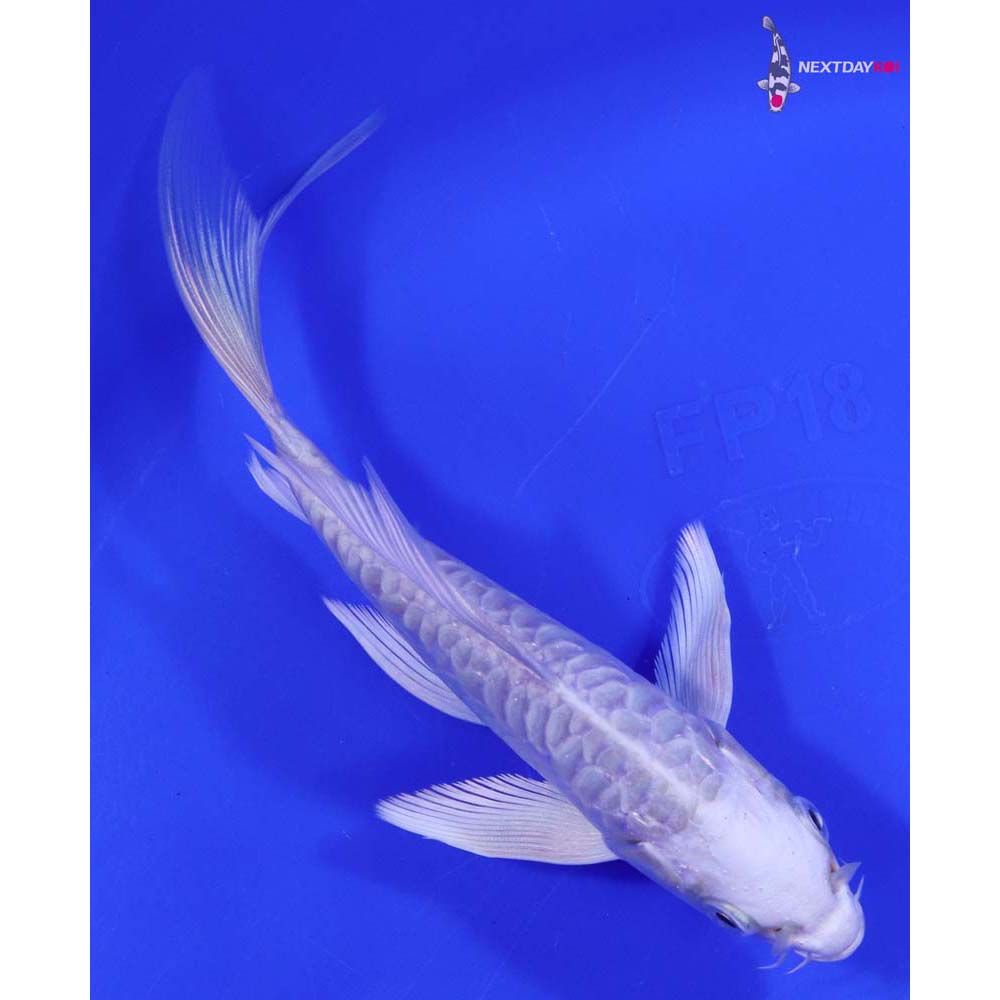 6” Imported Doitsu Platinum Ogon Butterfly Koi
