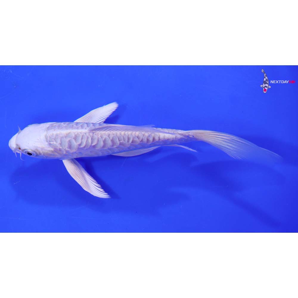 6” Imported Doitsu Platinum Ogon Butterfly Koi