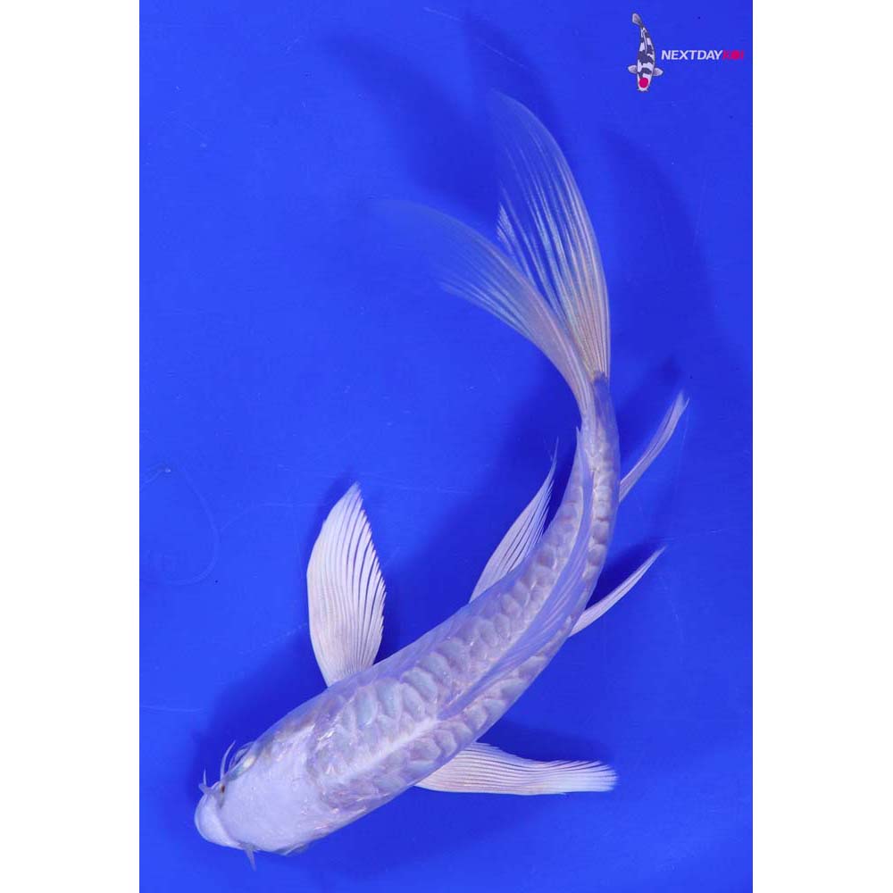 6” Imported Doitsu Platinum Ogon Butterfly Koi