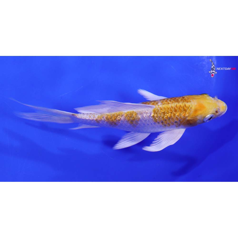 6” Imported Gin Rin Lemon Hariwake Butterfly Koi