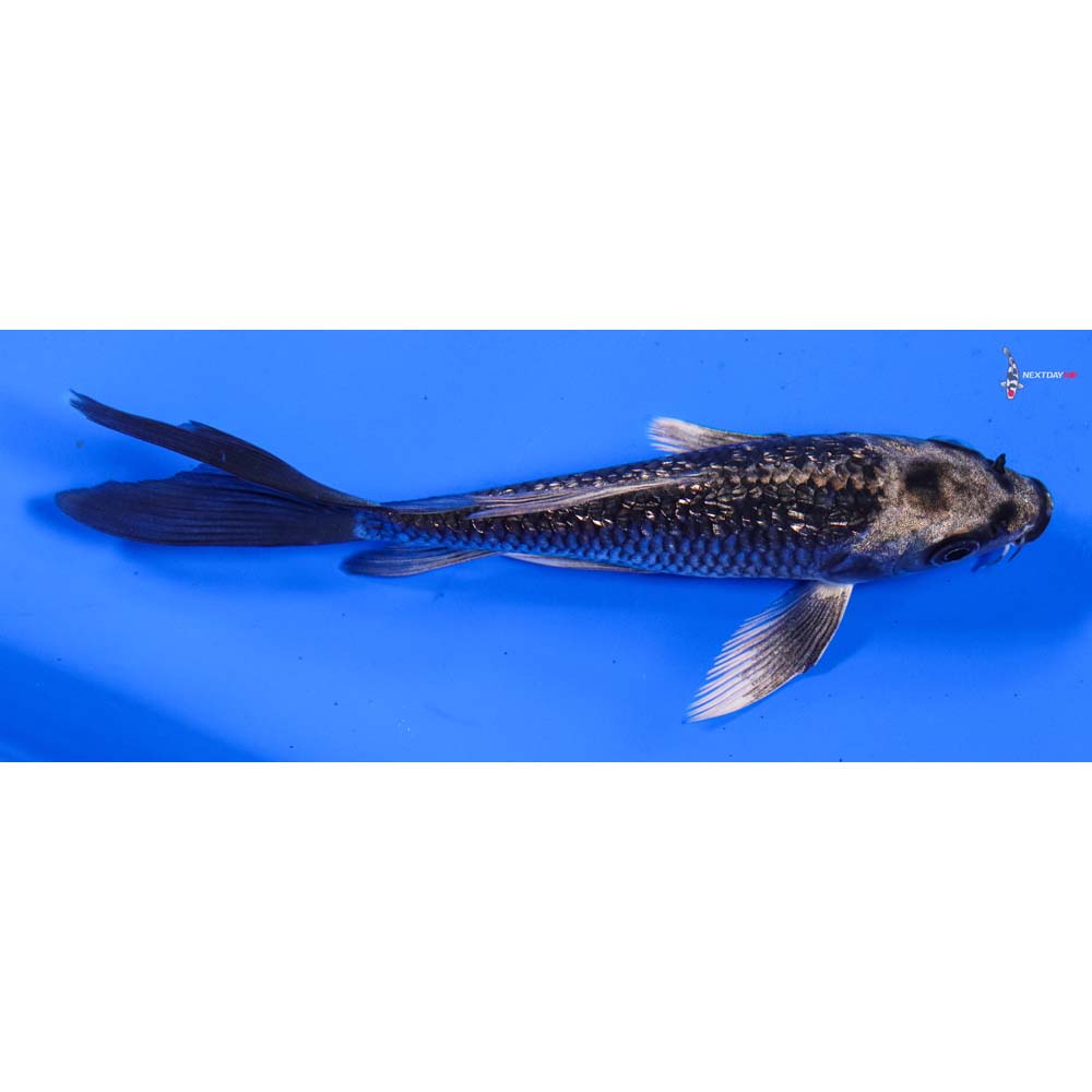 5” Imported Gin Rin Gin Matsuba Butterfly Koi