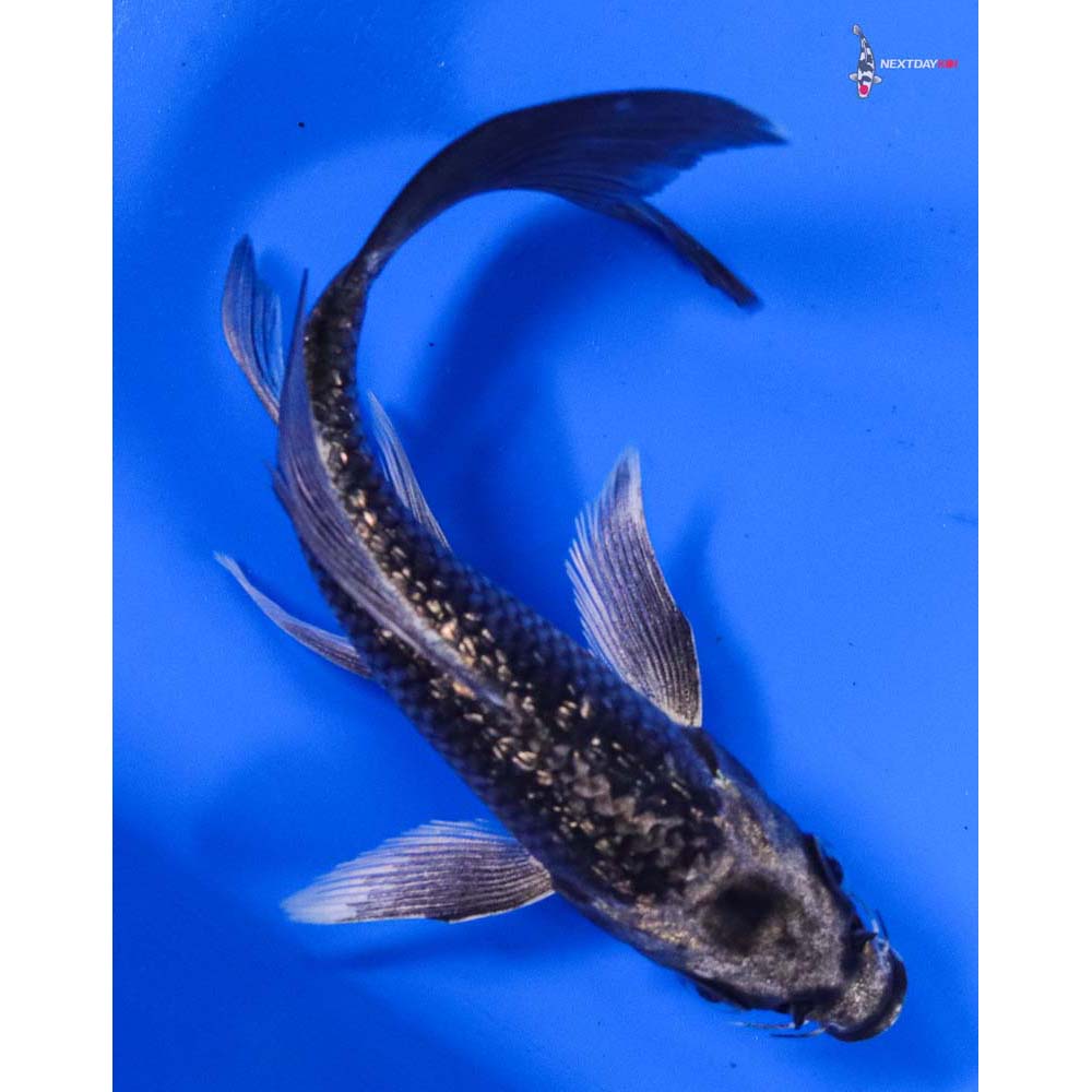 5” Imported Gin Rin Gin Matsuba Butterfly Koi