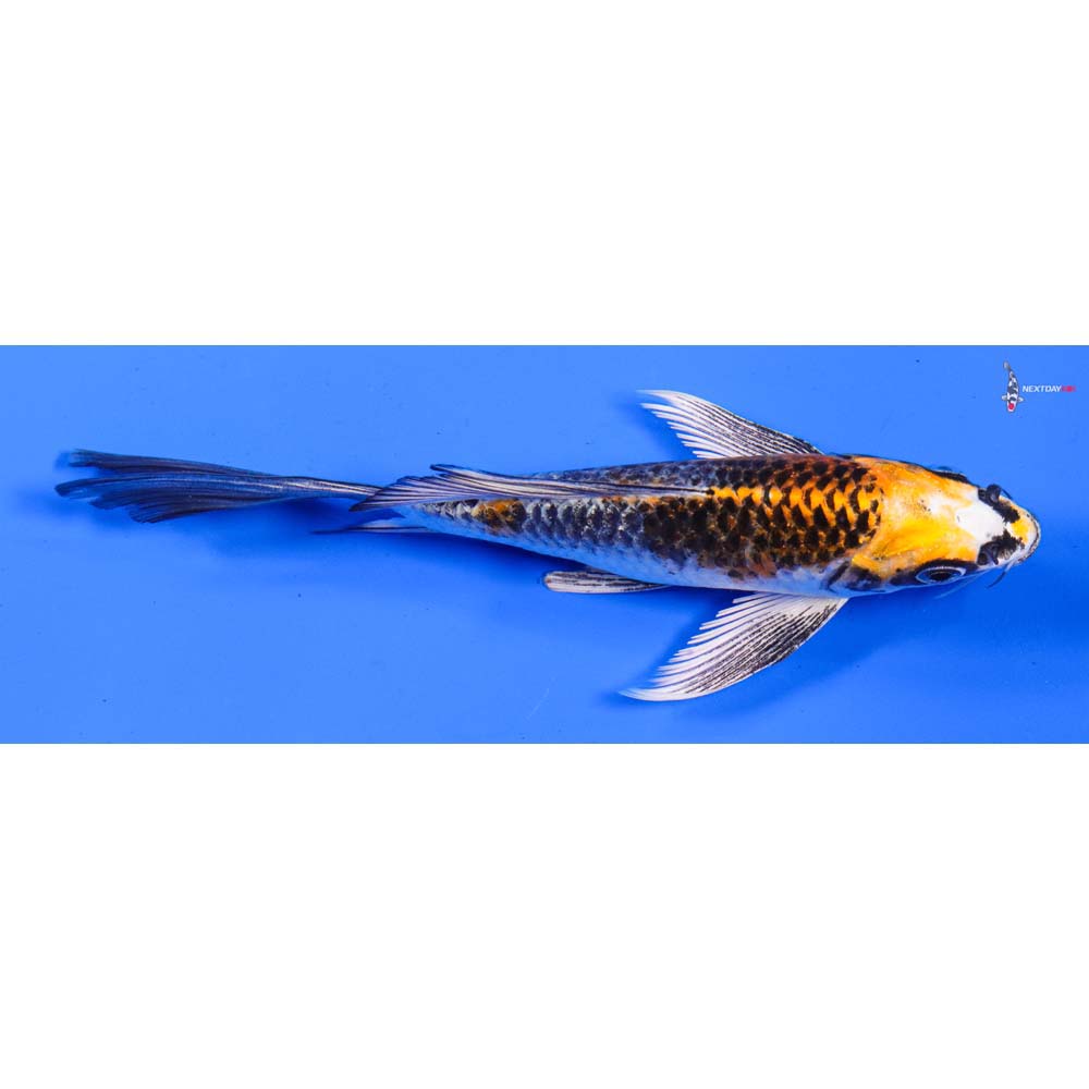 6” Imported Kujaku Butterfly Koi