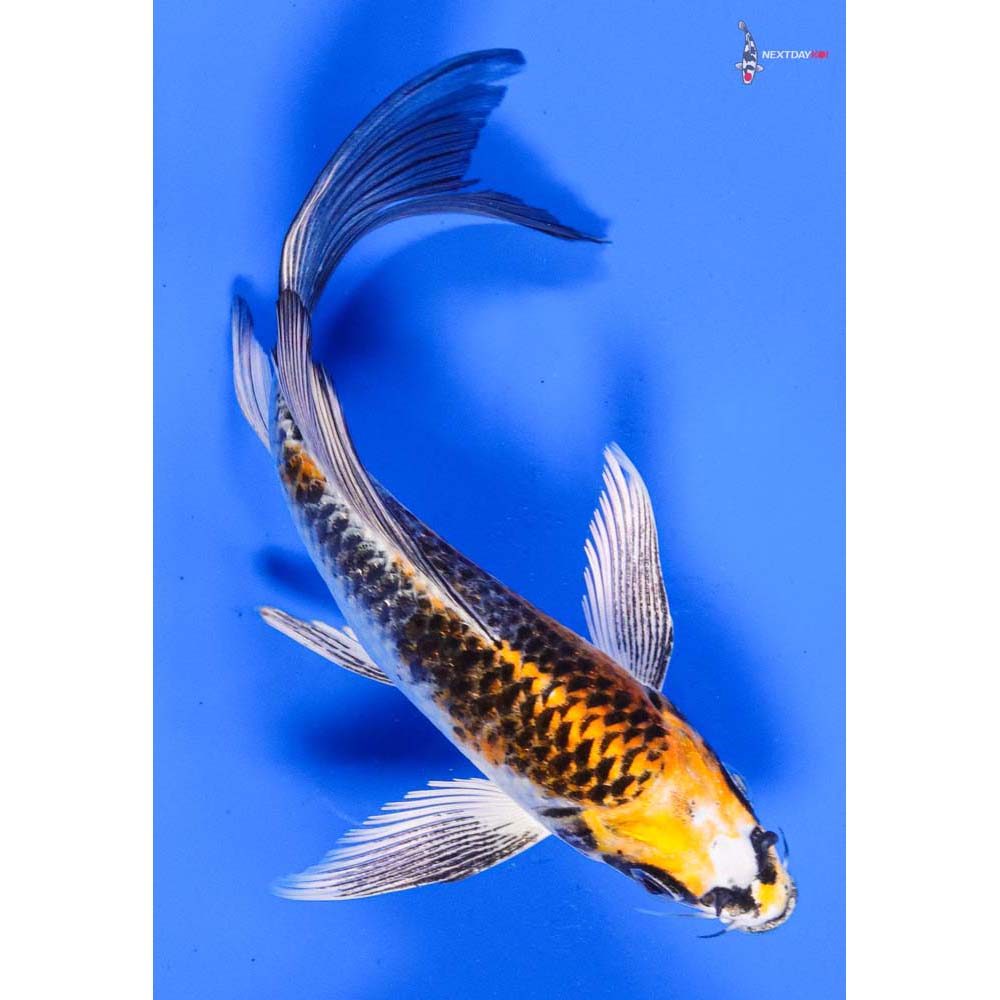 6” Imported Kujaku Butterfly Koi