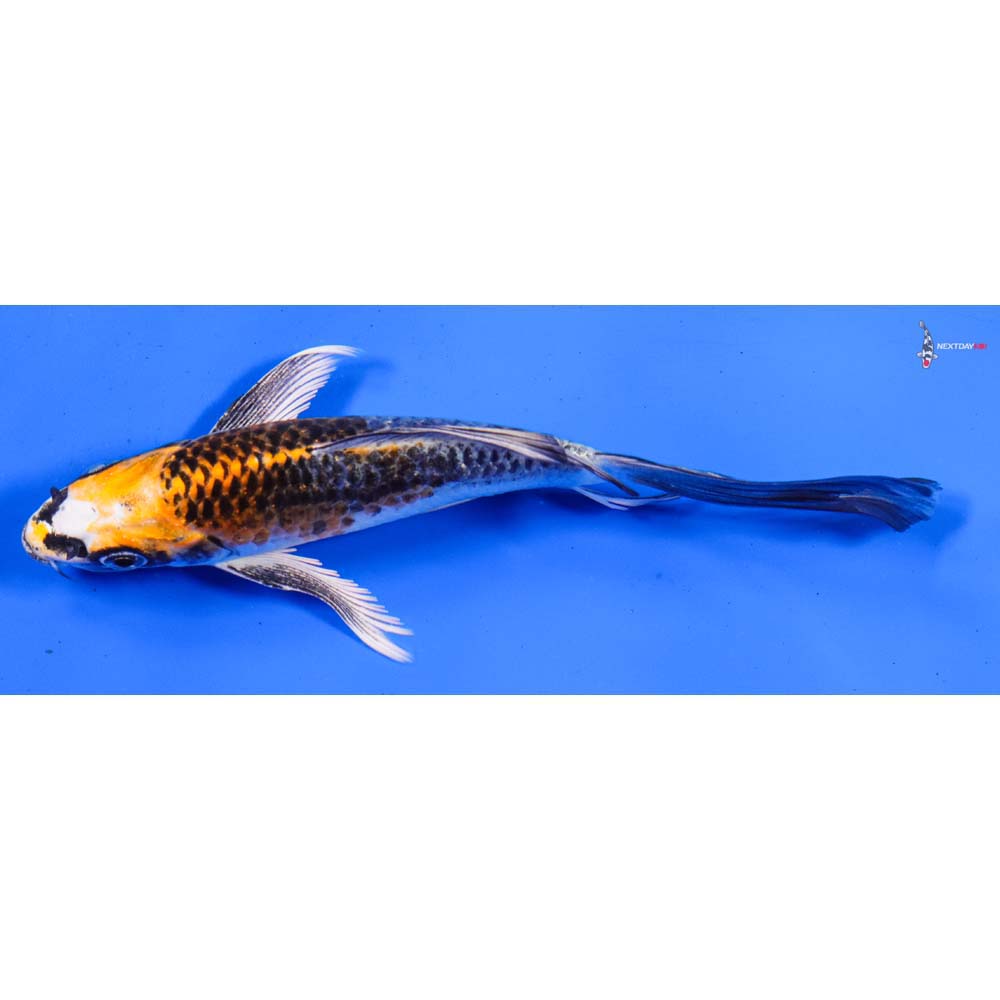 6” Imported Kujaku Butterfly Koi