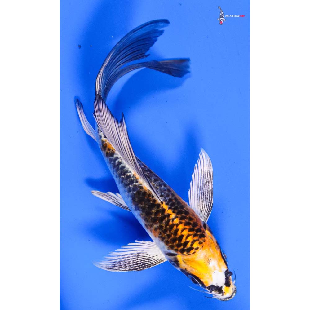 6” Imported Kujaku Butterfly Koi