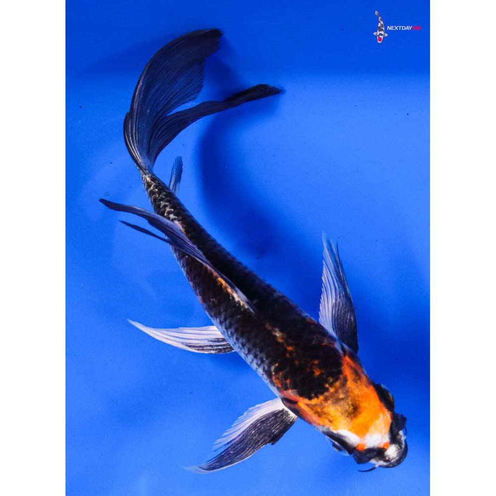 6” Imported Kujaku Butterfly Koi