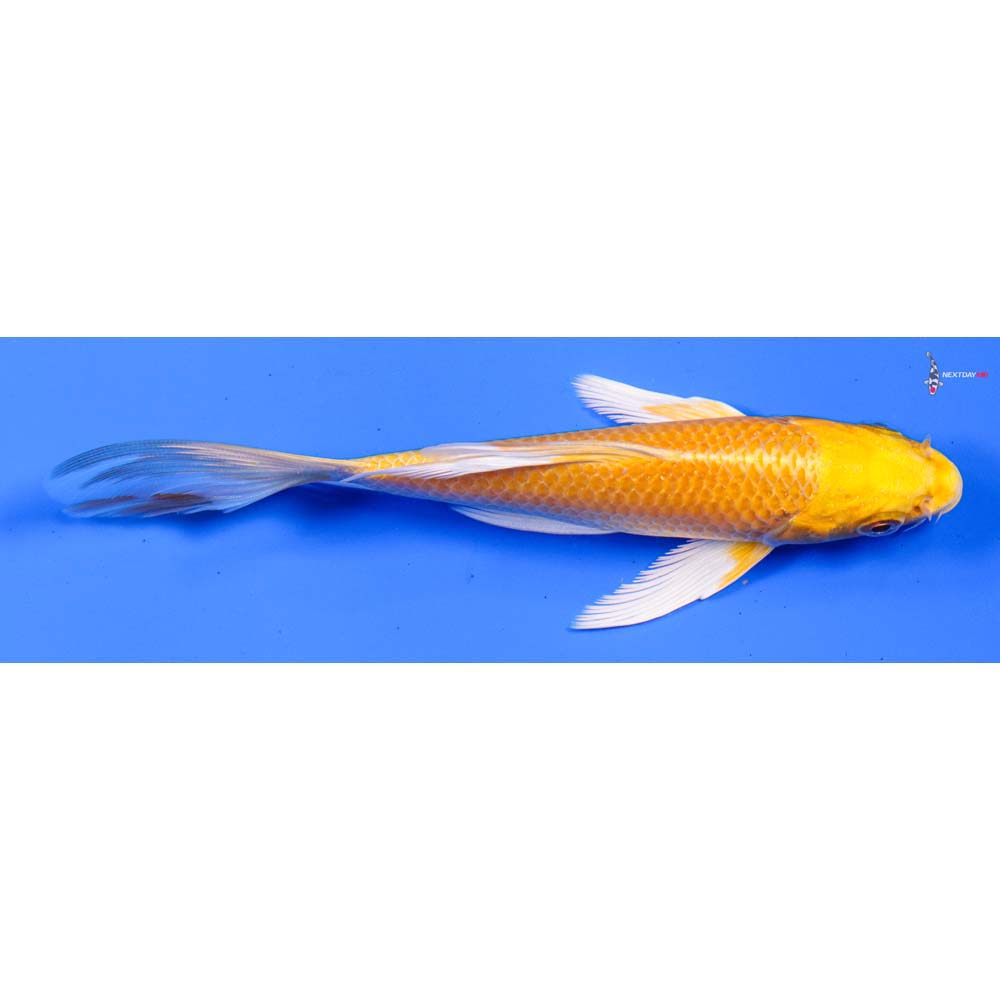 6” Imported Yamabuki Ogon Butterfly Koi
