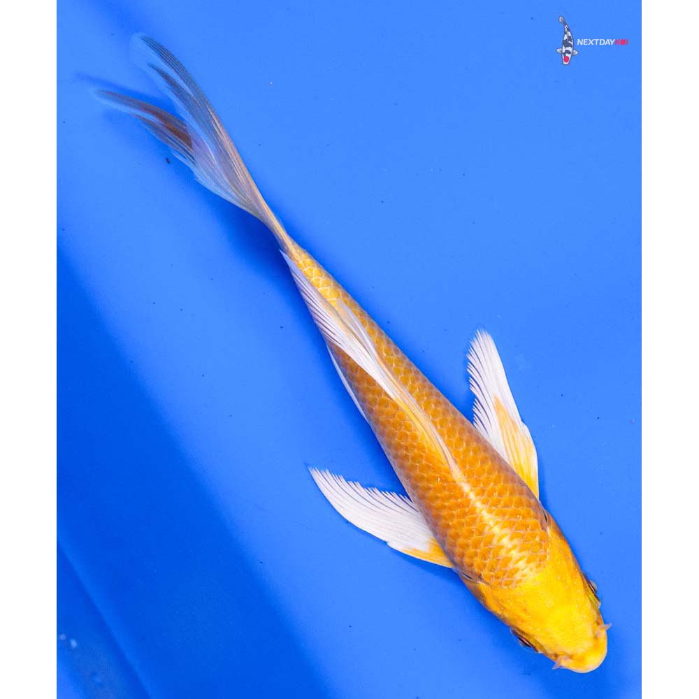 6” Imported Yamabuki Ogon Butterfly Koi