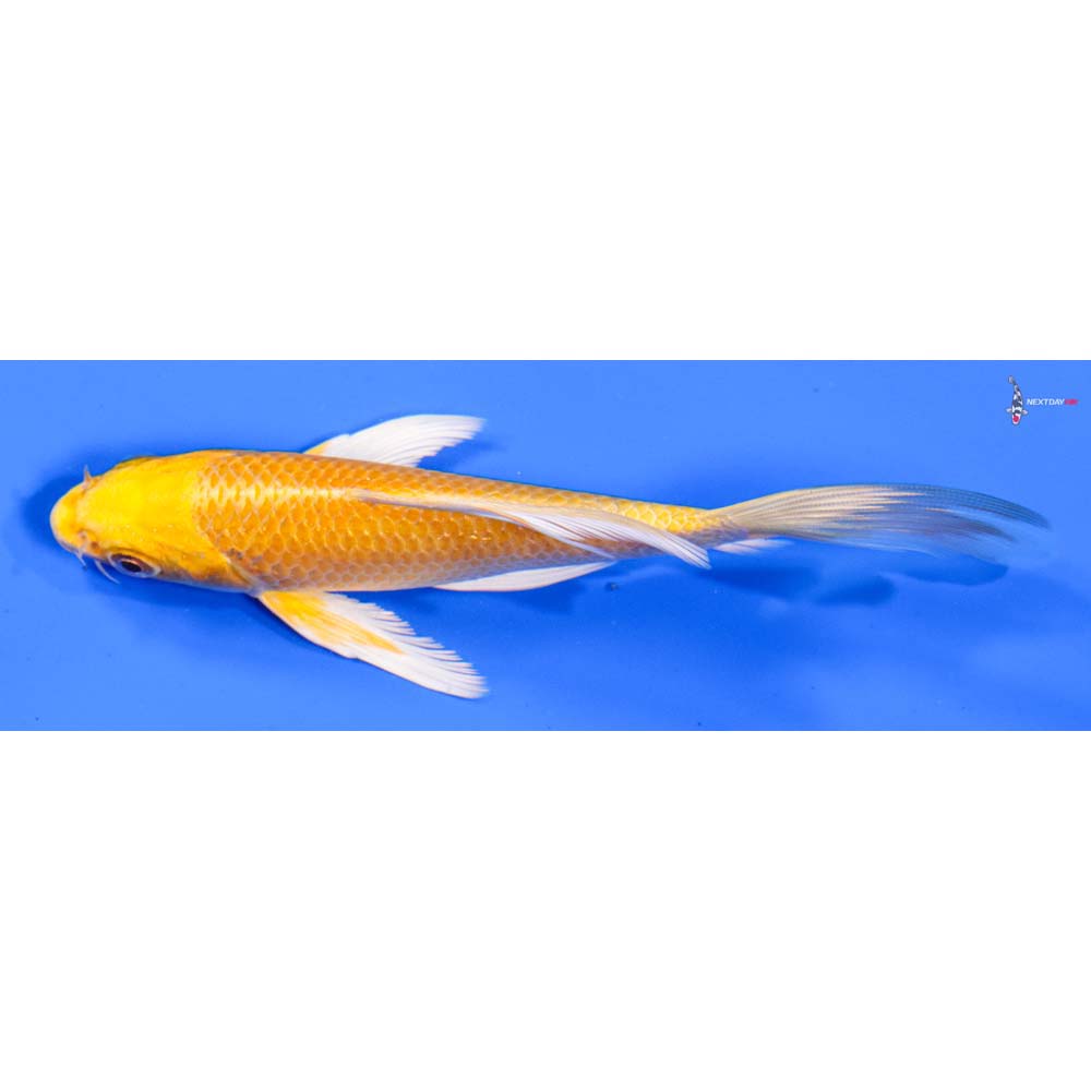 6” Imported Yamabuki Ogon Butterfly Koi