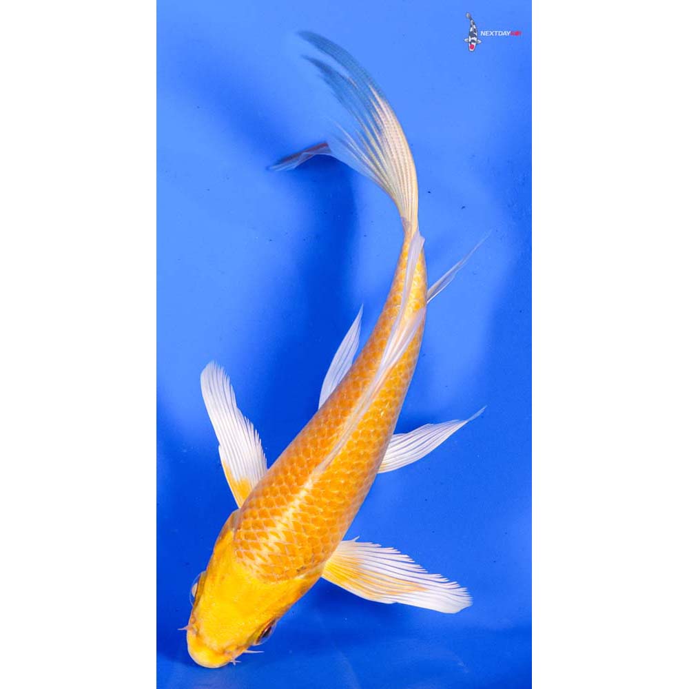 6” Imported Yamabuki Ogon Butterfly Koi