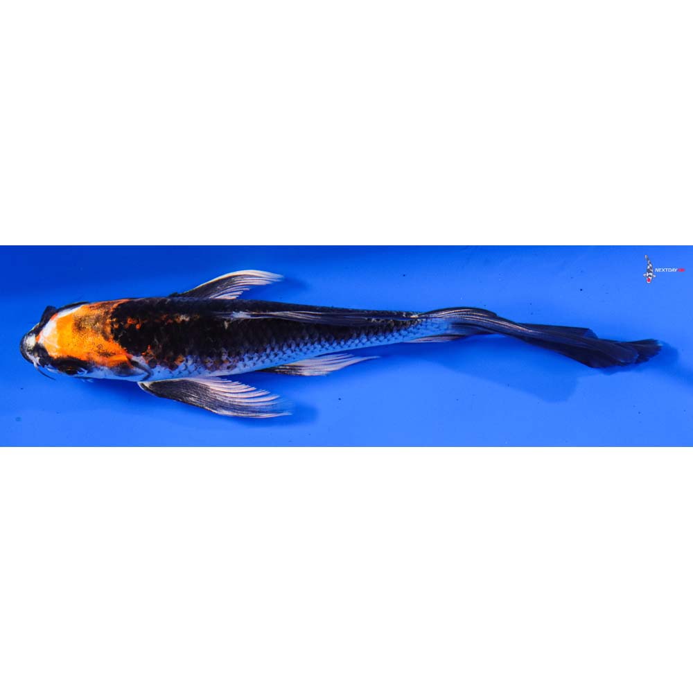 6” Imported Kujaku Butterfly Koi