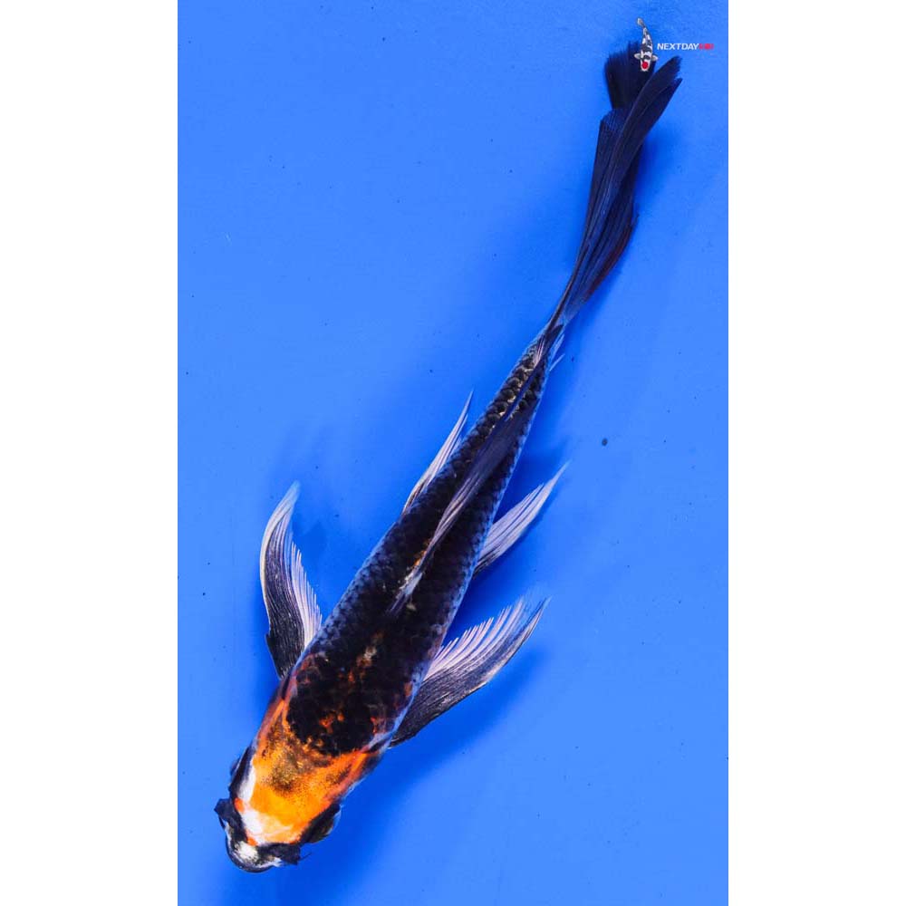 6” Imported Kujaku Butterfly Koi