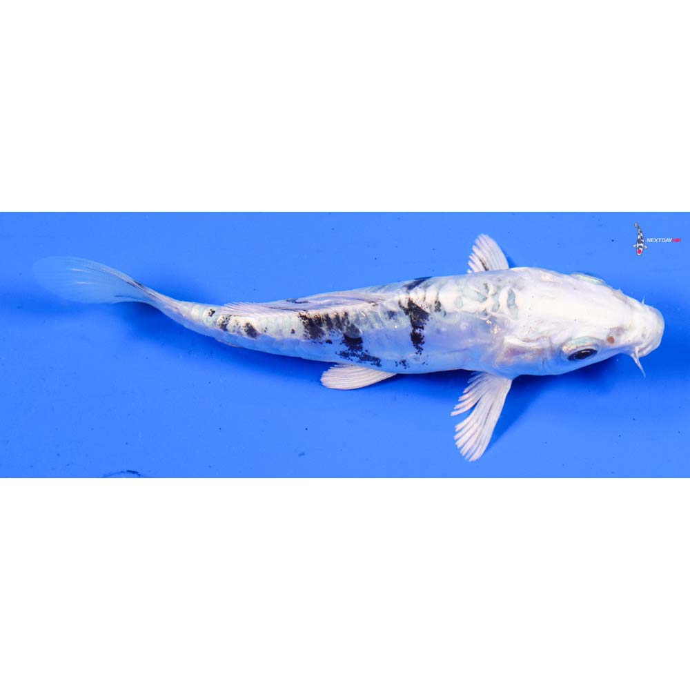 5” Imported Doitsu Gin Shiro Bekko