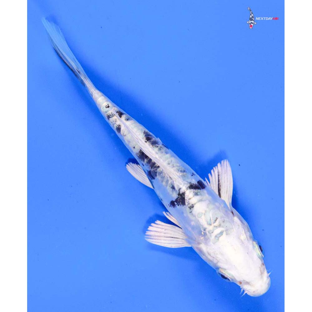 5” Imported Doitsu Gin Shiro Bekko