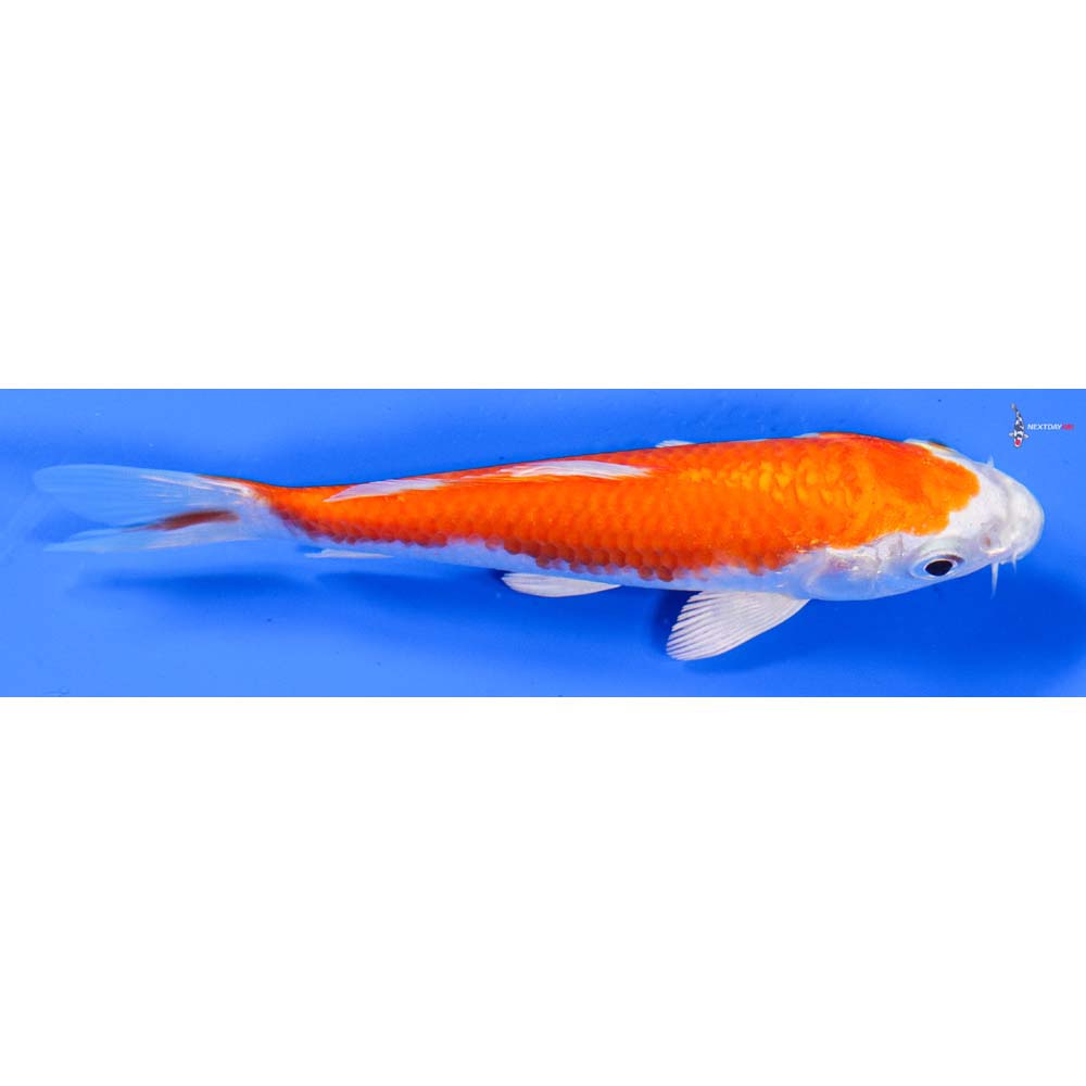 5” Imported Hariwake