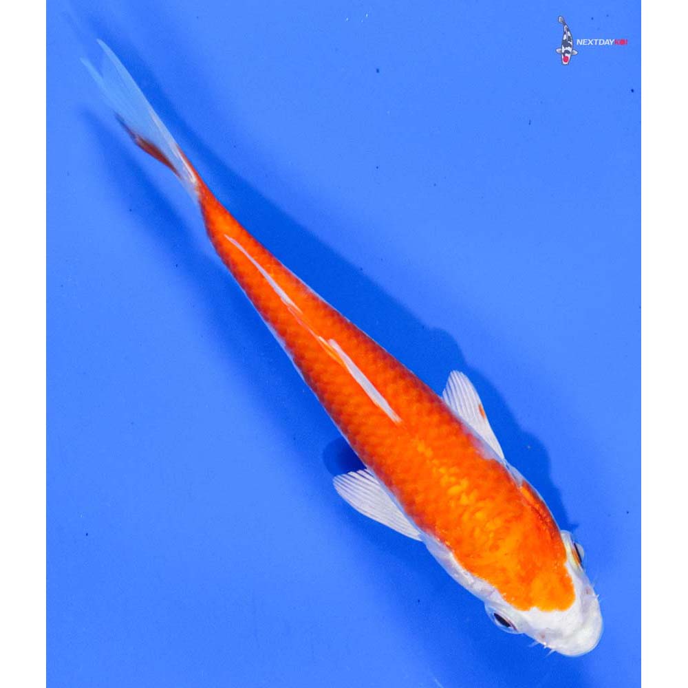 5” Imported Hariwake