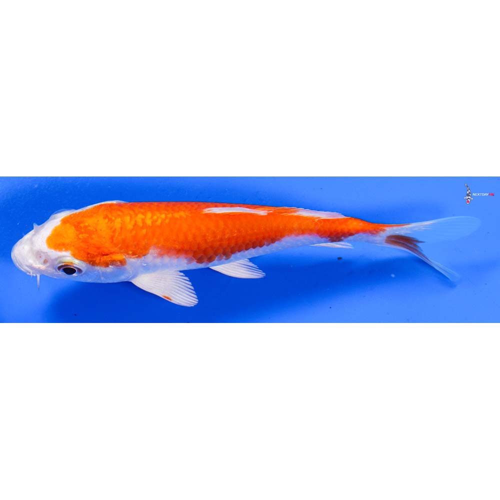 5” Imported Hariwake