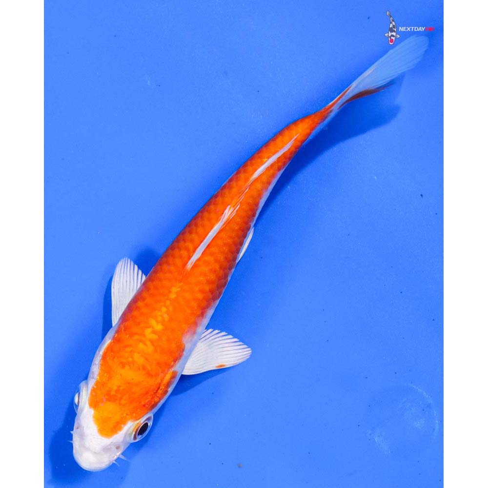 5” Imported Hariwake