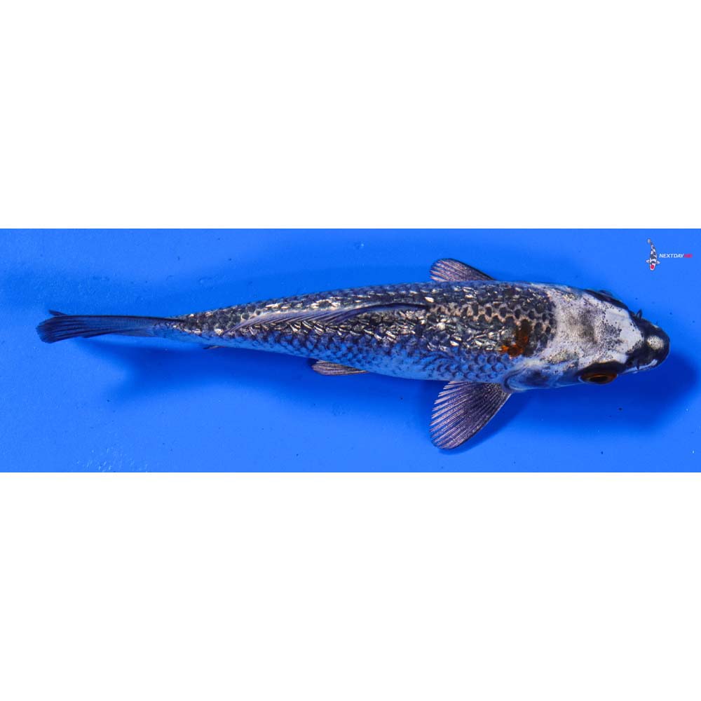 4” Imported Gin Rin Gin Matsuba