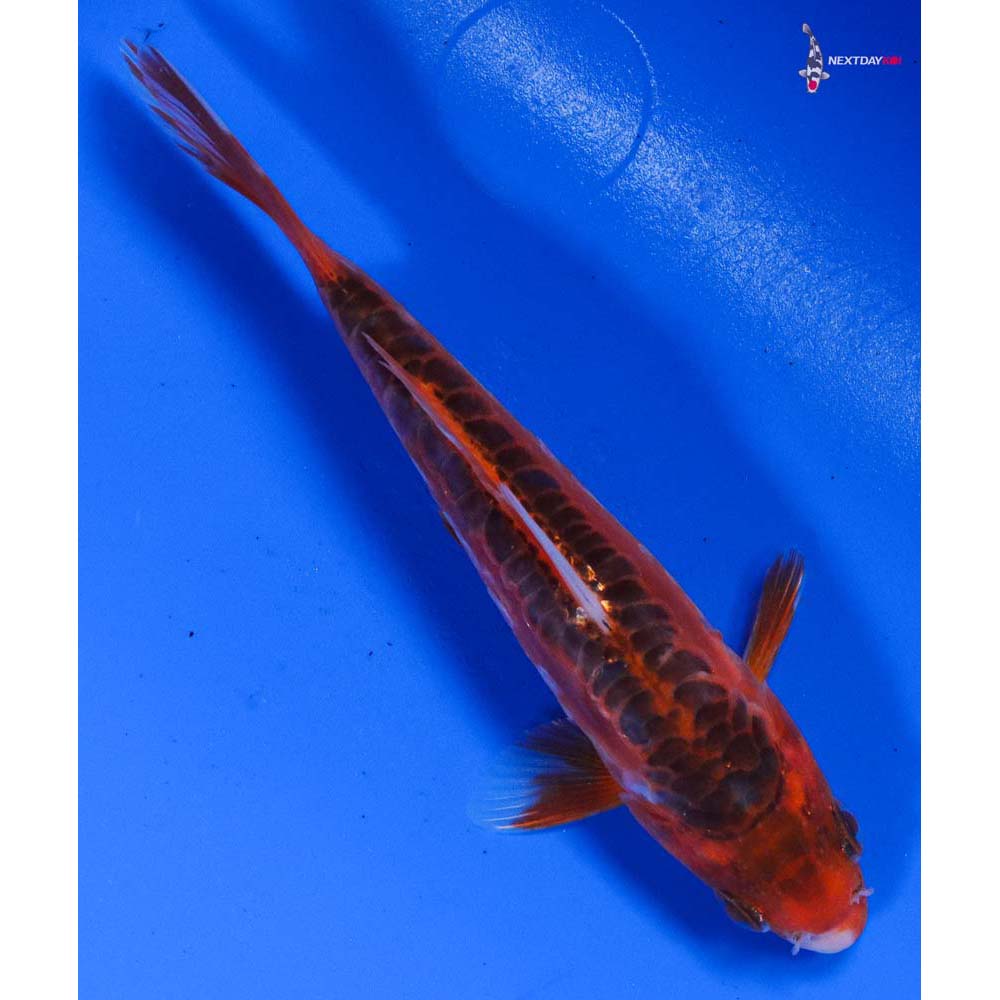 5” Imported Hana Shusui