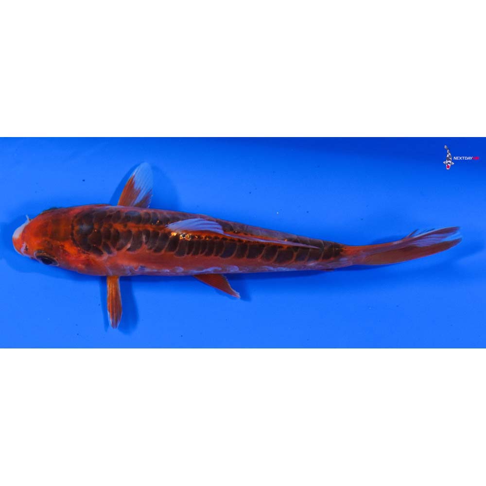 5” Imported Hana Shusui