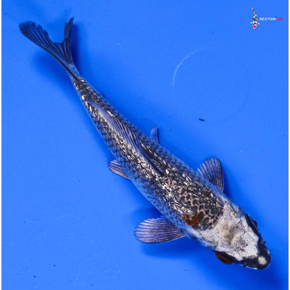 4” Imported Gin Rin Gin Matsuba