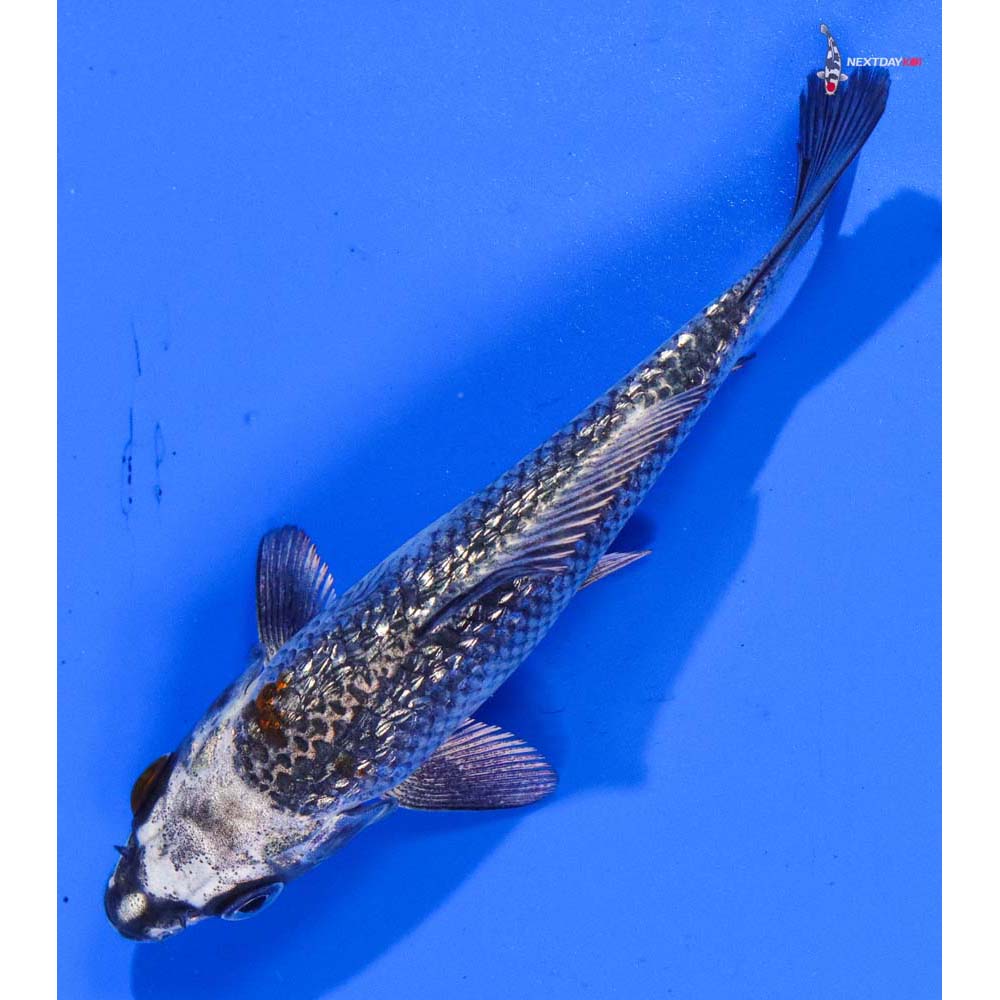 4” Imported Gin Rin Gin Matsuba