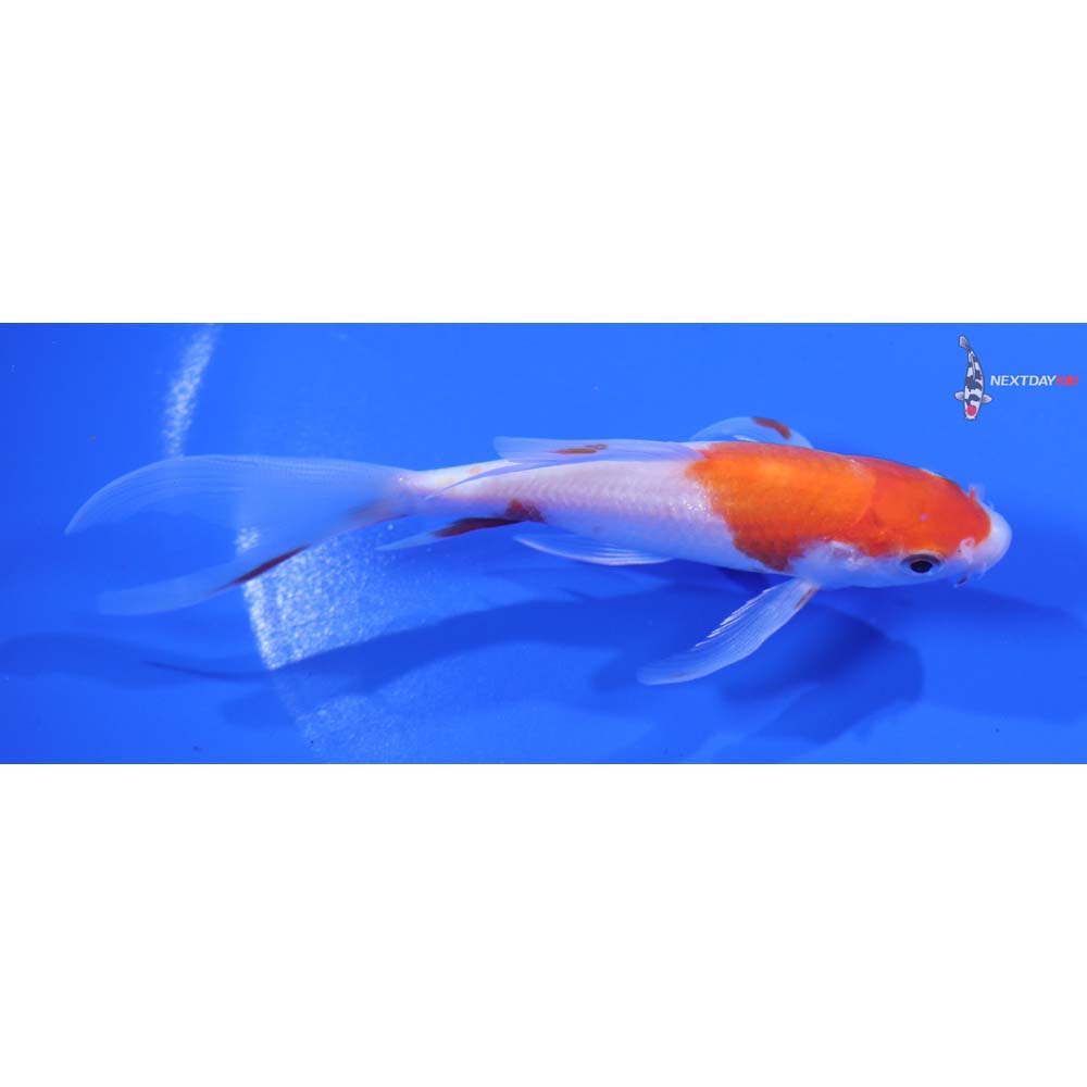 5” Imported Kohaku Butterfly Koi
