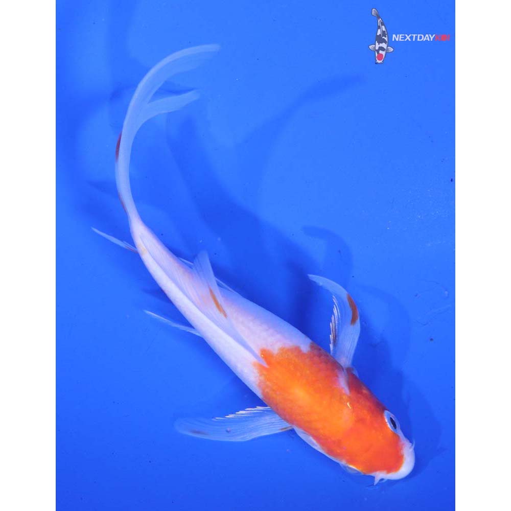 5” Imported Kohaku Butterfly Koi