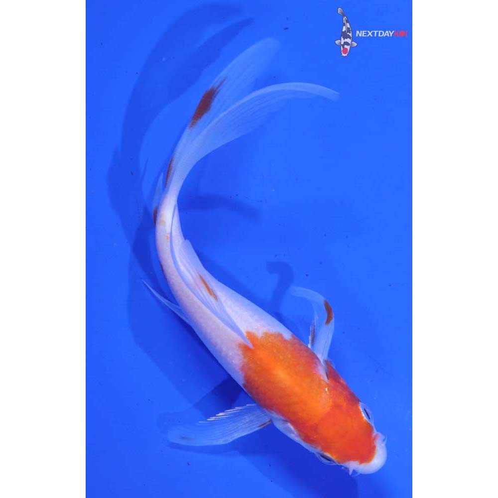 5” Imported Kohaku Butterfly Koi