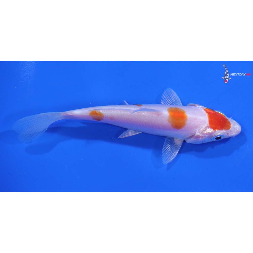 4” Imported Kikusui