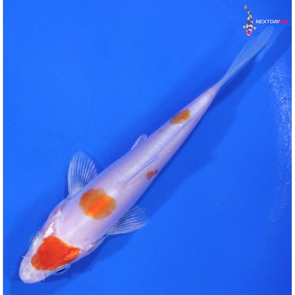 4” Imported Kikusui