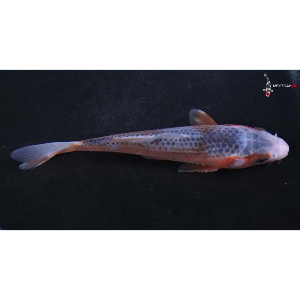 4.5” Imported Asagi