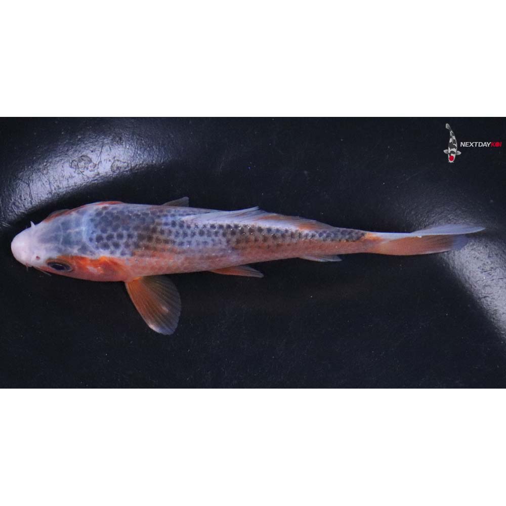 4.5” Imported Asagi