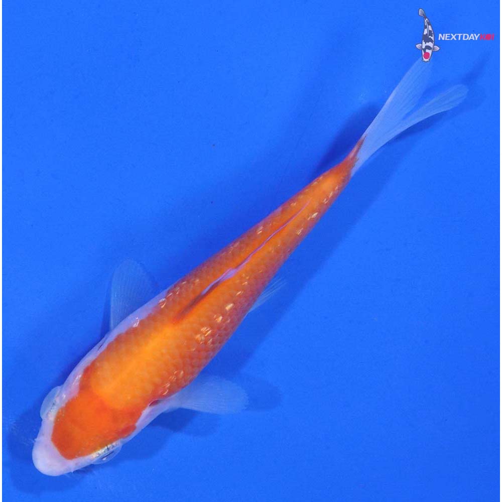 3.5” Imported Gin Rin Kohaku