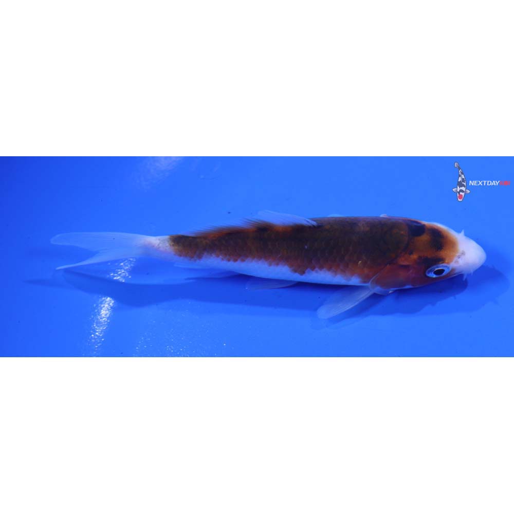 4” Imported Goromo